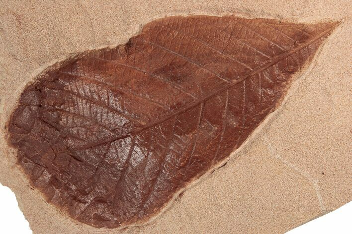 Red Fossil Hickory Leaf (Carya) - Montana #189010